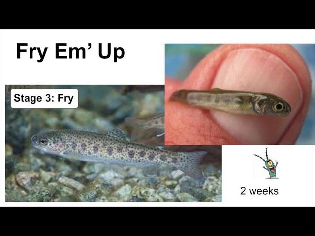 Living Life as a Rainbow Trout - How Trout Grow