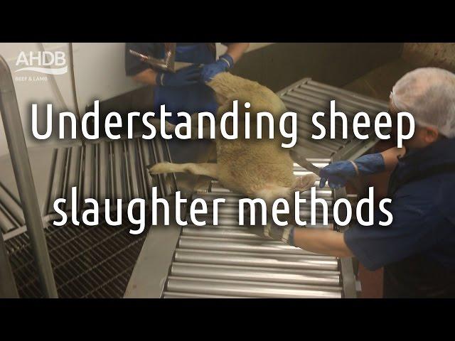 Understanding sheep slaughter methods