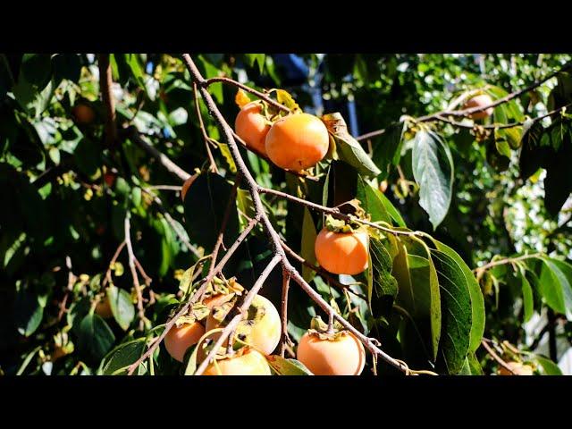 Persimmon Tasting | Seedlings, Prok, Celebrity, Rosseyanka & MORE