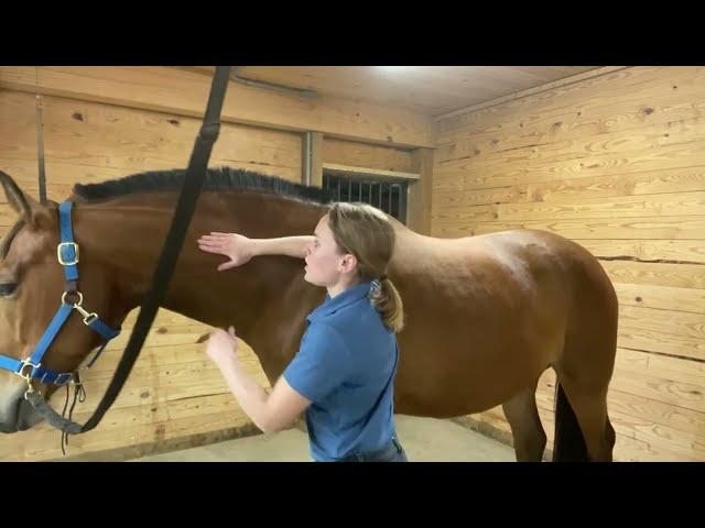 Gentle Easy Equine Massage