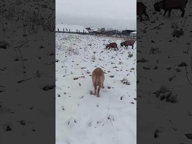 Goats graze on a snowy field