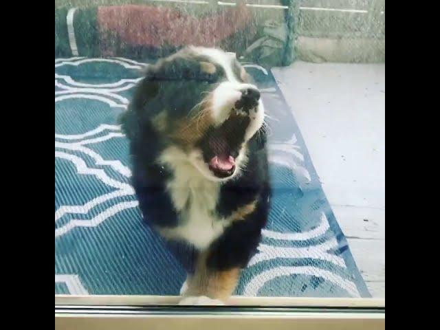 Mousse Eats Window | Bernese Puppy