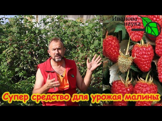 ОСЕННЯЯ ПОДКОРМКА МАЛИНЫ, ОТ КОТОРОЙ ЗАВИСИТ УРОЖАЙ. Не поленитесь. подкормите. Весной будет поздно!