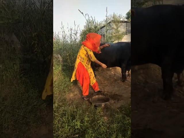 Rajasthani song #villagelife #work #shortvideo