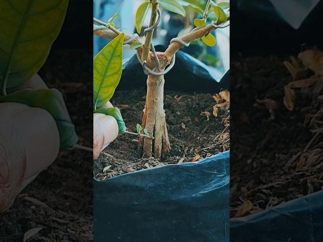 splitting bottom trunk a bonsai #pecahbatang #bonsaitree #bonsai #tree #tanamanhias #antingputri