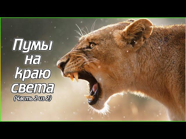 Пумы на краю света (Часть 2 из 2) (1080p)