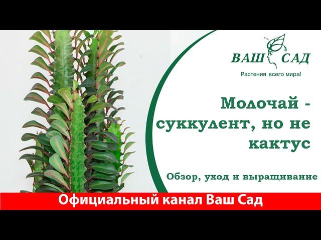 Молочай (эуфорбия) - это не кактус, хоть и похож. Секреты по уходу от Ваш сад