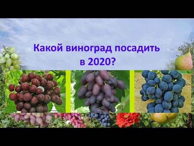 @Какой виноград посадить в 2020, Альянс, Атос или Шараду UA