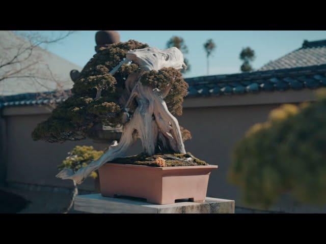 Back in Japan! | Hoshun-in Bonsai Collection | 芳春院の盆栽コレクション