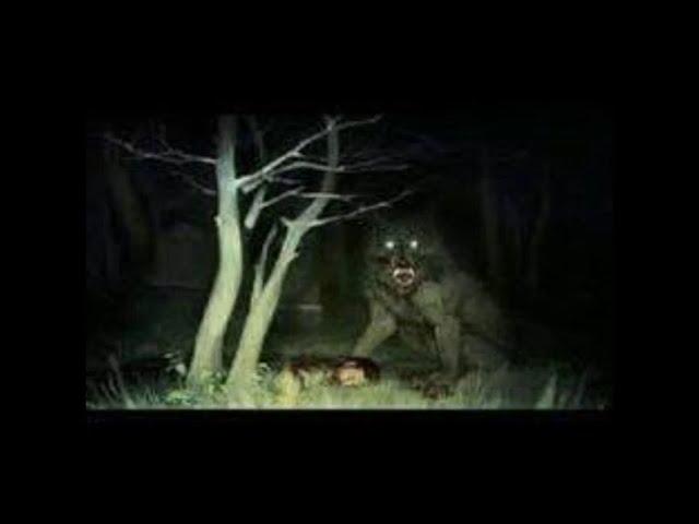 Dogman or Werewolf caught on trailcam