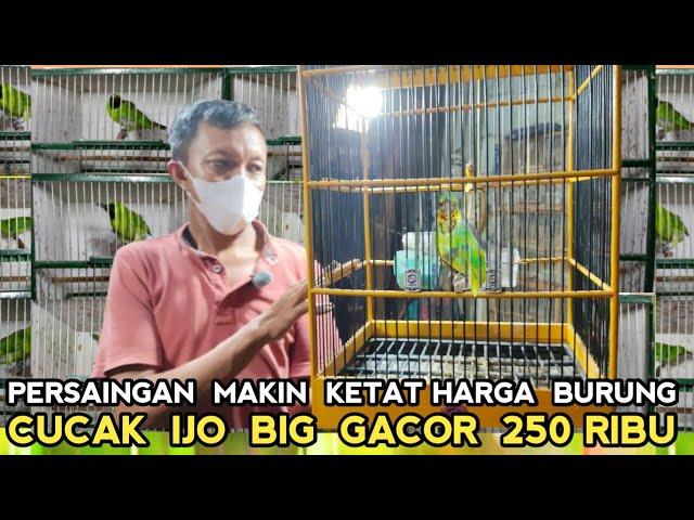 NEKAD..!! BURUNG GACOR DIJUAL 250 RIBU DI PASAR BURUNG PRAMUKA