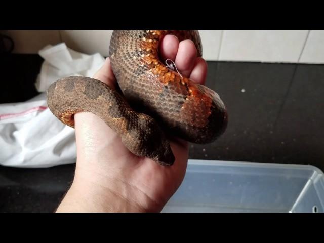 Handling a Viper Boa! 