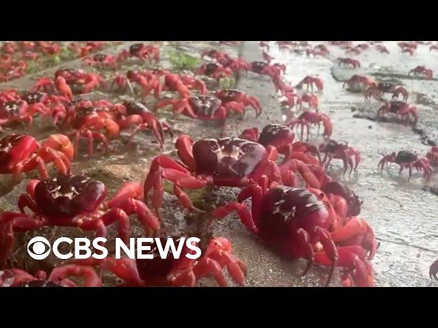 Millions of red crabs on Australia's Christmas Island begin annual migration