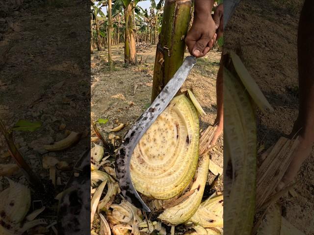 banana tree satisfy cutting,  #satisfying #asmr #shorts #foryou