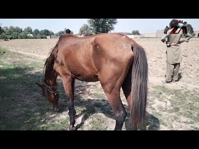 beautiful horse and donkey feeding time in village life