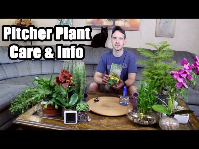 Tropical Pitcher Plant Care & Information (Nepenthes ventricosa)