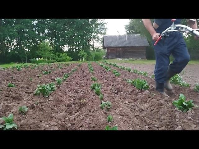 Окучивание картофеля. Роторный окучник на мотоблоке НЕВА. Hilling potatoes with a rotary hiller.