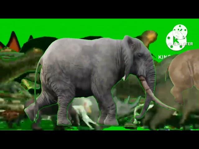 Animal Stampede Upgraded Green Screen