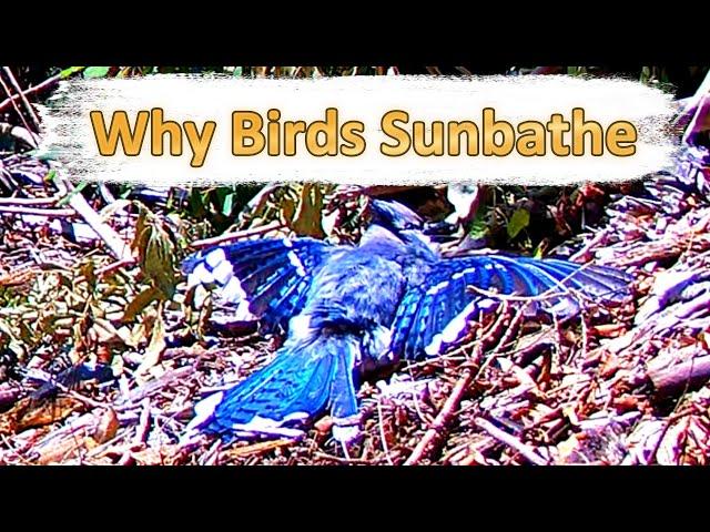 Why Birds Sunbathe