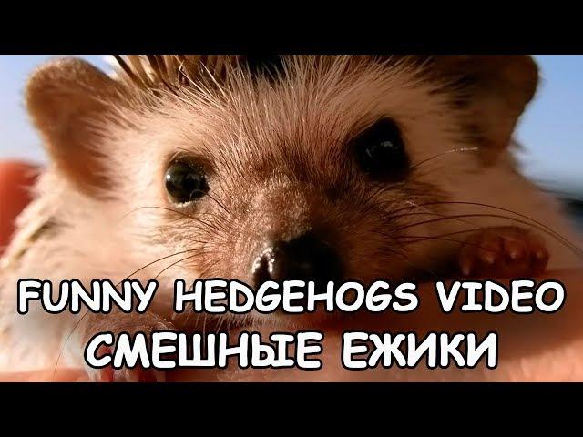 Funny Hedgehogs. Funny video 2017.