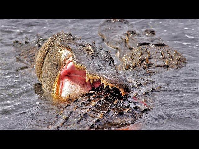 15 Brutal Crocodile Attacks Caught On Camera