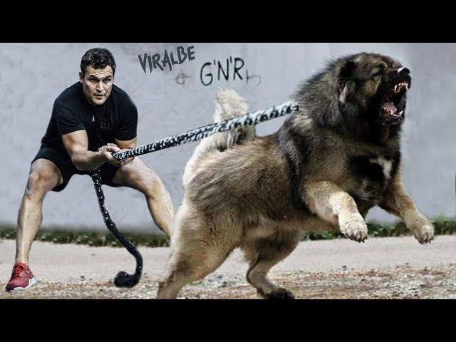 The 10 Strongest Shepherd Dog Breeds