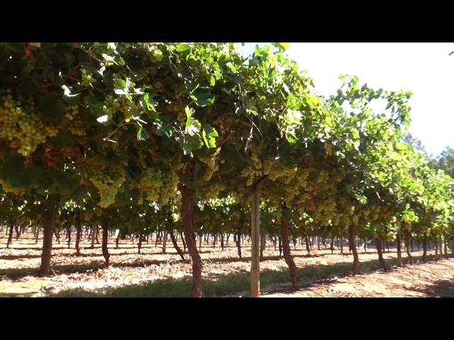 Table grape canopy management