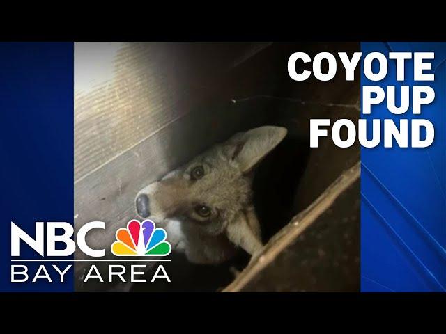 Young coyote found hiding in wall of San Francisco home