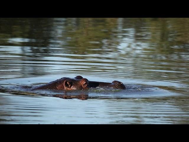 What Sound Does a Hippo Make?