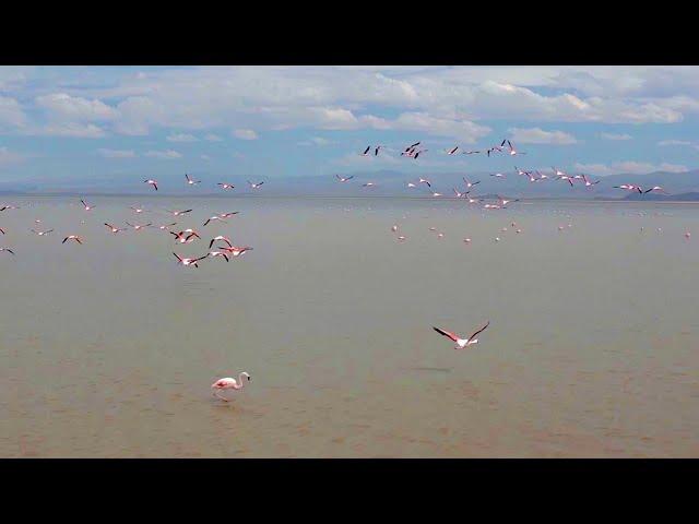 Explore The Deserts Of Argentina | The Wild Place | BBC Studios