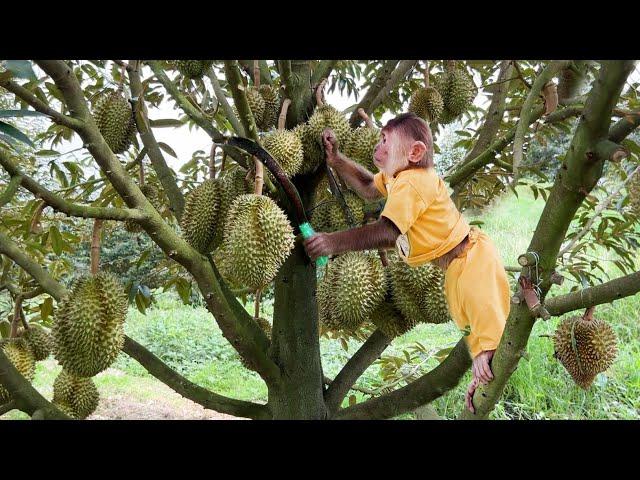 Cutis Farmer Drove Harvest Durian At The Farm Sell Rescue Baby Rabbits