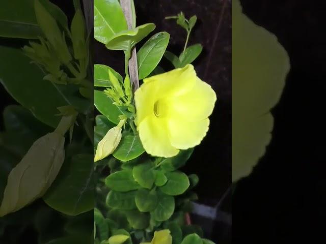 মুগ্ধতায় অলকানন্দার শোভা ... #porikram #flower