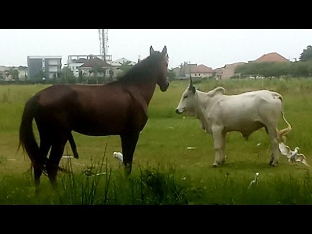 Horse and cow mating, never seen anything like that