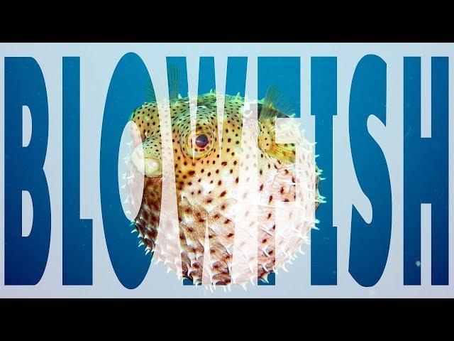 [HD] Amazing Fun Facts About BLOWFISH | CHANNEL TRAILER