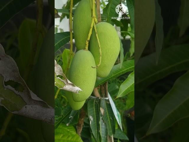 കാറ്റിമോൻ മാങ്ങ/katimon mango രണ്ടാം പ്രാവശ്യവും മാങ്ങ പിടിച്ചു ️️