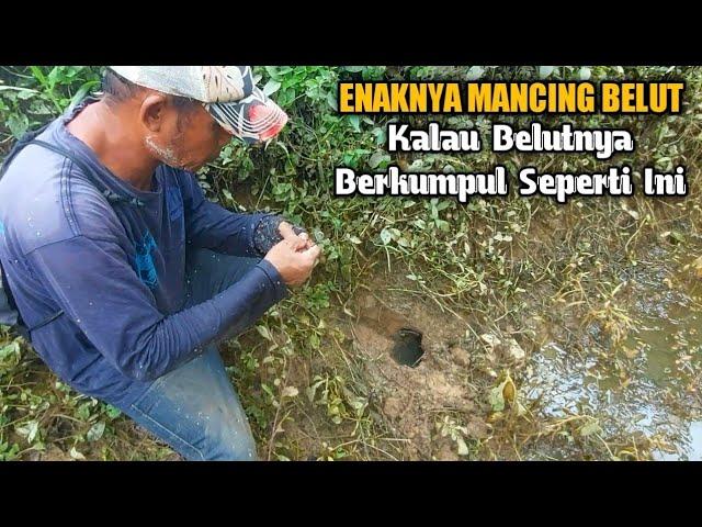 SAKING JARANG TERJAMAH PEMANCING BELUT‼️ SUNGAI MATI JADI SARANGNYA BELUT BABON