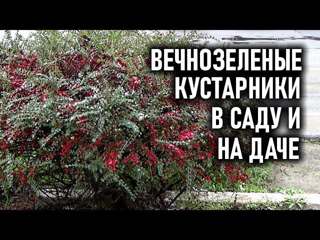 Вечнозеленые кустарники украсят ваш сад круглый год