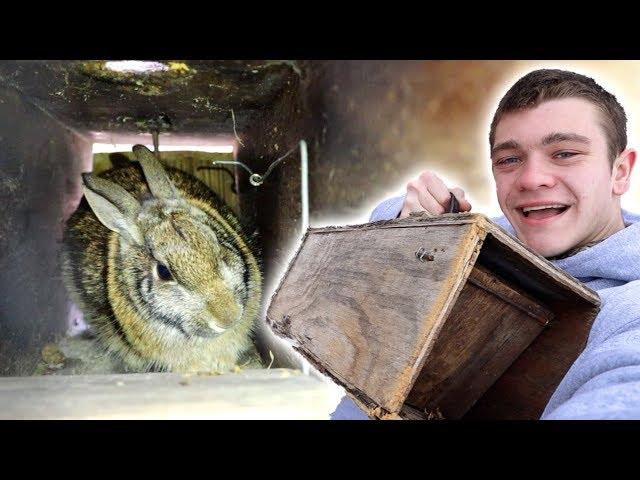 I Trapped Rabbits in Homemade Trap!