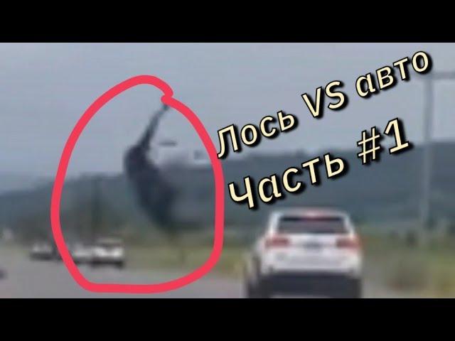 Жесткие ДТП С лосями лоси VS авто лучшая подборка #1