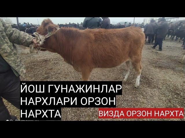 ФАРГОНА ЁЗЁОВН МОЛ БОЗОРИ ЯАНГИ НАРХЛАРИ ЙОШ ГУНАЖИНЛАР СИЗЛАР СУРАГАН ЙОШ ГУНАЖИНЛАР