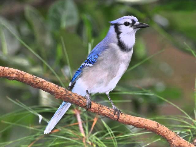 Bird Portraits Carey Britton