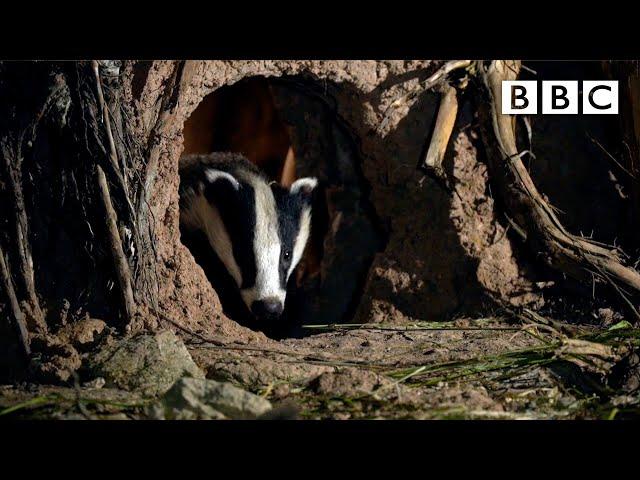 Peek into the amazing secret life of badgers w/ wildlife artist - BBC