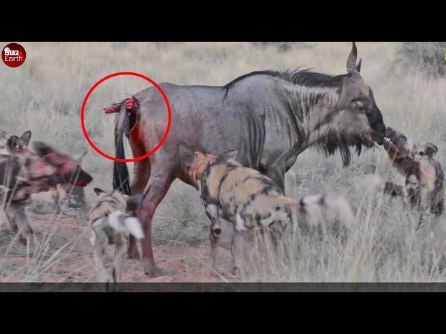 Wild Dogs Attack Wildebeest Ready Give Birth