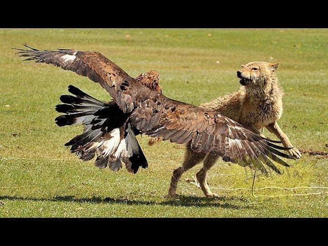 20 Атак ОРЛОВ СНЯТЫХ НА КАМЕРУ 2019 охота орла Eagle Attac