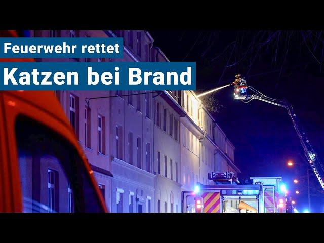 Dachstuhlbrand in Bautzen - Feuerwehr rettet Katzen aus Wohnung