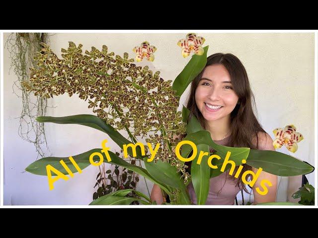 A Tour of All My Orchids