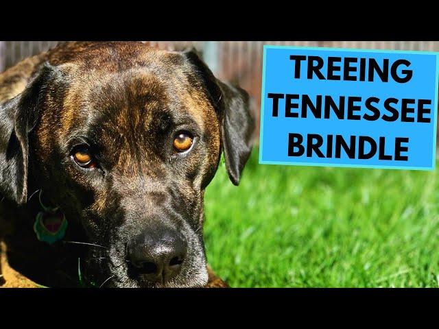 Treeing Tennessee Brindle - TOP 10 Interesting Facts