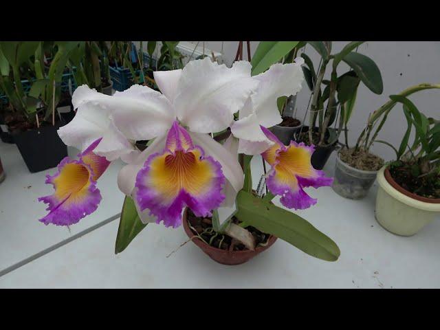 Cattleya Maggie Raphael semialba (dowiana x trianae semialba)