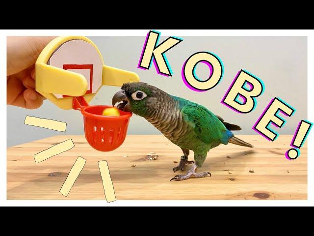 HOW TO TEACH YOUR BIRD TO PLAY BASKETBALL