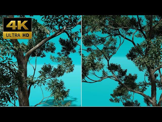 003 - Green Screen | Chroma Key | Corner Tree 4K